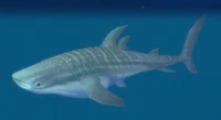 Whale Shark