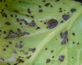 Cabbage Leaf Turnip Yellow Mosaic Virus