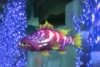 Luxscale Grouper