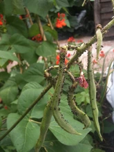 Runner Bean Blackfly