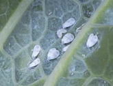 Kale Whitefly