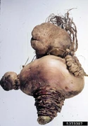 Swede Club Root