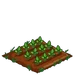 Sugar Beets 33