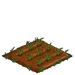 Triticale 33