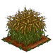 Triticale 100