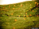 Onion Rust