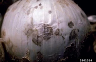 Onion Smudge