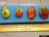 Strawberry Anthracnose