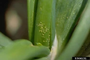 Onion Thrips 2