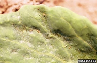 Cabbage Thrips