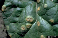 Perpetual Spinach Rust