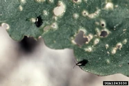 Cabbage Flea Beetle