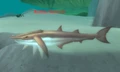 Barbfin Skimmer.jpg