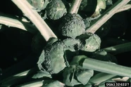 Brussels Sprout Cabbage Aphid