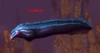 Crushing-Eel