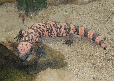 800px-Heloderma suspectum Berlin