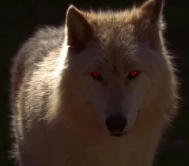 AlcideWolf