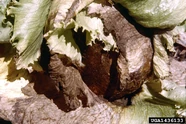 Lettuce Sclerotinia Rot