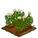 Heirloom Carrot 66