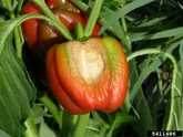 Pepper Sun Scald