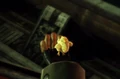 Sazh's chocobo.png
