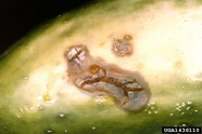 Cucumber Rhizoctonia solani