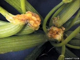 Cucurbit Bacterial Black Stalk Erwinia spp