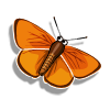 Copper Butterfly-icon.png
