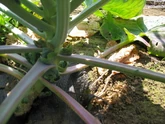 Brussels Sprout Blown Sprouts
