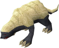 Honey badger