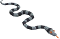 Sea-snake-hatchling.png
