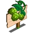 Hops