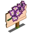 Gladiolus