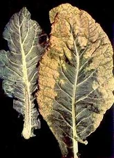 Cauliflower Boron deficiency Leaf