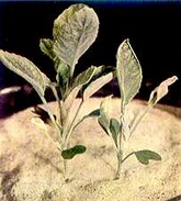 Cauliflower Molybdenum deficiency