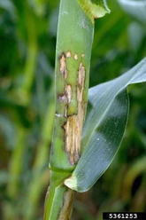 Corn Bacterial black stalk Erwinia carotovora