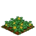 Zucchini 66