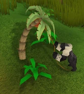 Gettingredbanana