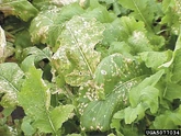Turnip White leaf spot Cercospora brassicicola Leaf 2