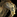 IconSmall Camel