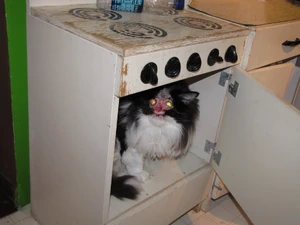 Catinthetoyoven