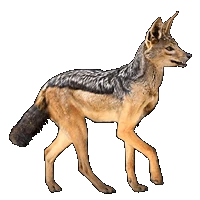 Huge item Jackal 01