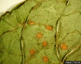 Mint Mint rust Puccinia menthae