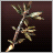 Thyme