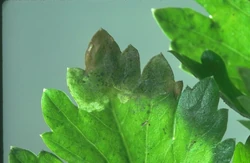 Celery Celery fly Euleia heraclei