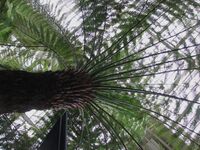 Dicksonia antarctica4 kew