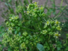 Parsley bolting