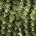 Green dragon scales.jpg