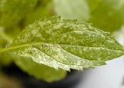 Mint Leafhopper