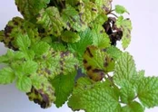 Lemon balm Septoria melissae Leaf